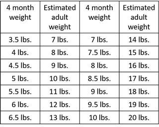 Shih tzu age store calculator